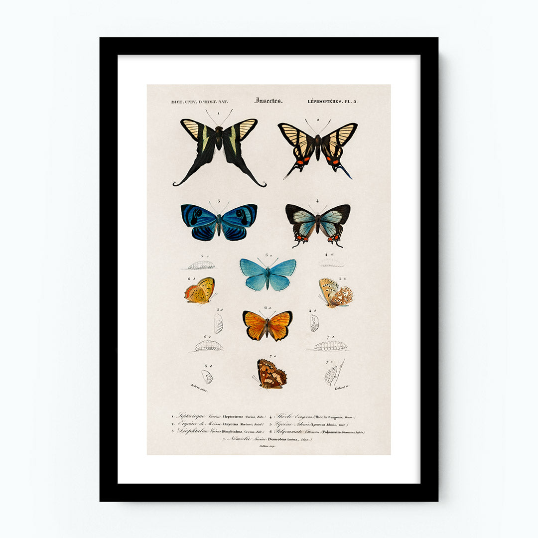 Vintage Hand Drawn Butterflies Poster