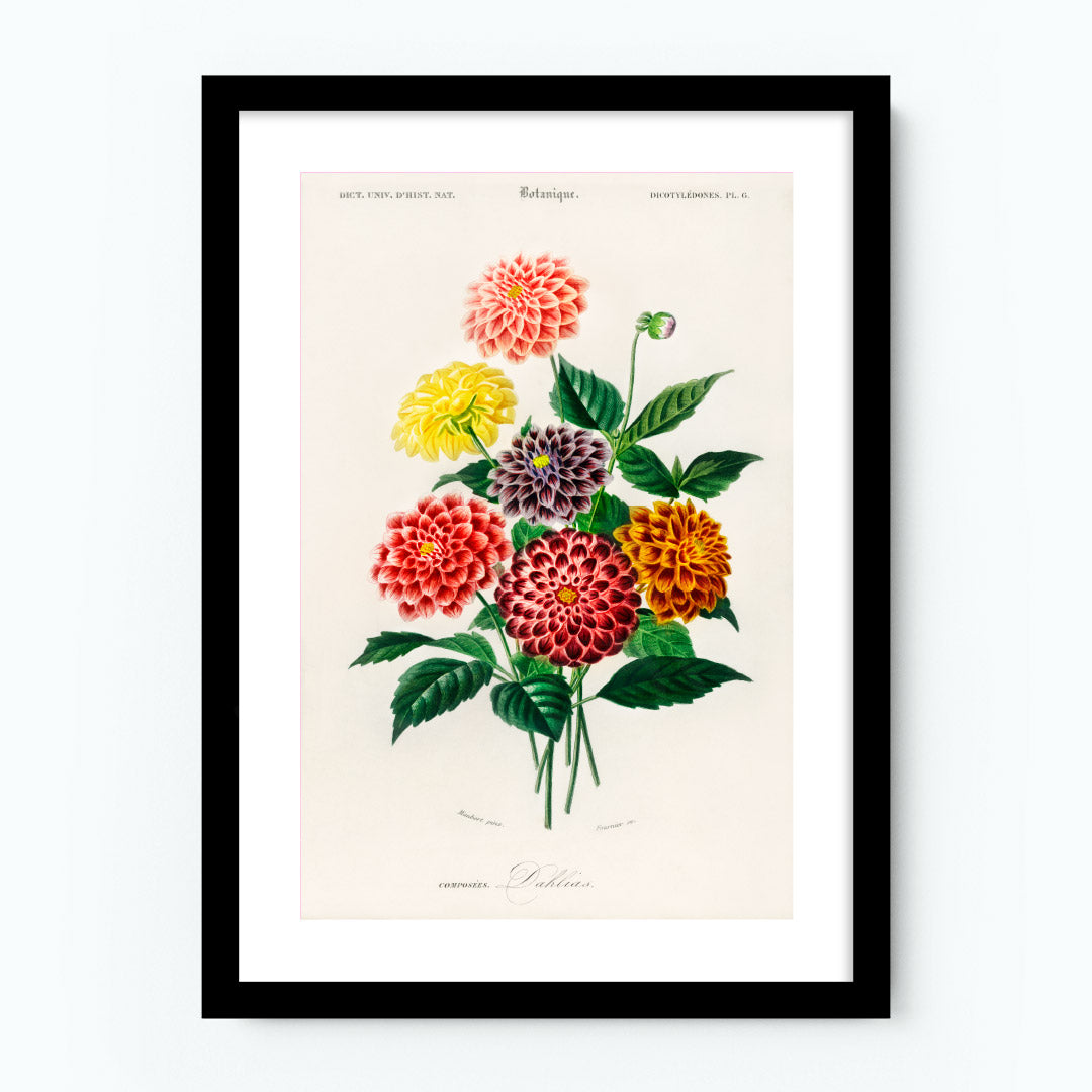 Vintage Dahlia Poster