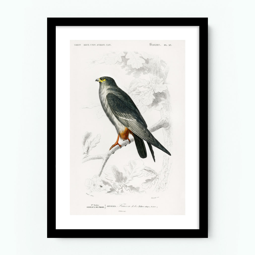 Vintage Falcon Poster
