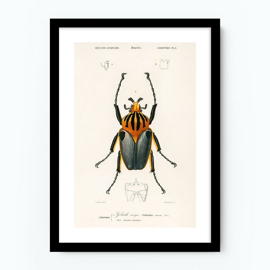 Vintage Goliathus Cacicus Poster