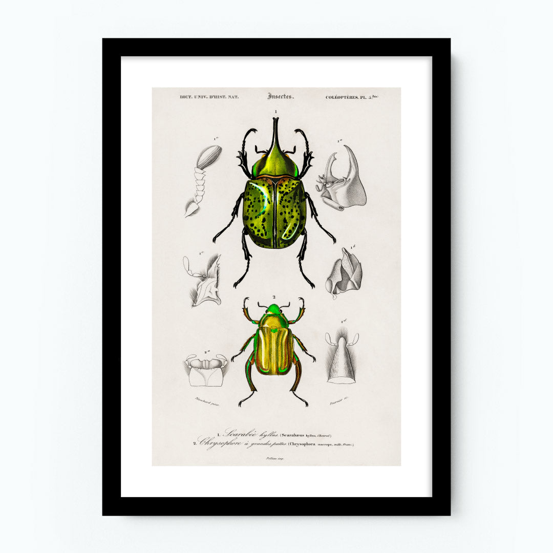 Vintage Hercules Beetle Poster