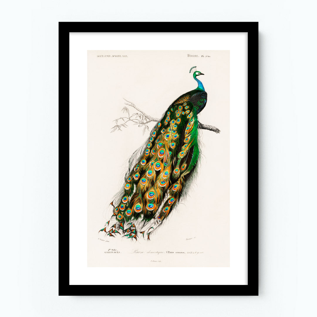 Vintage Indian Peafowl Poster