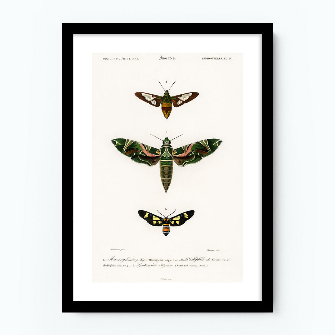 Vintage Moths Poster
