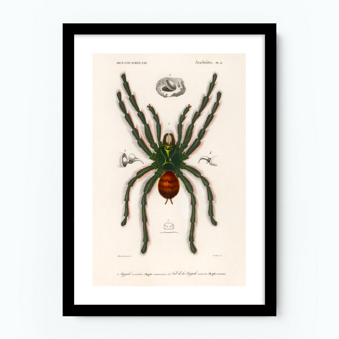 Vintage Pinktoe Tarantula Poster