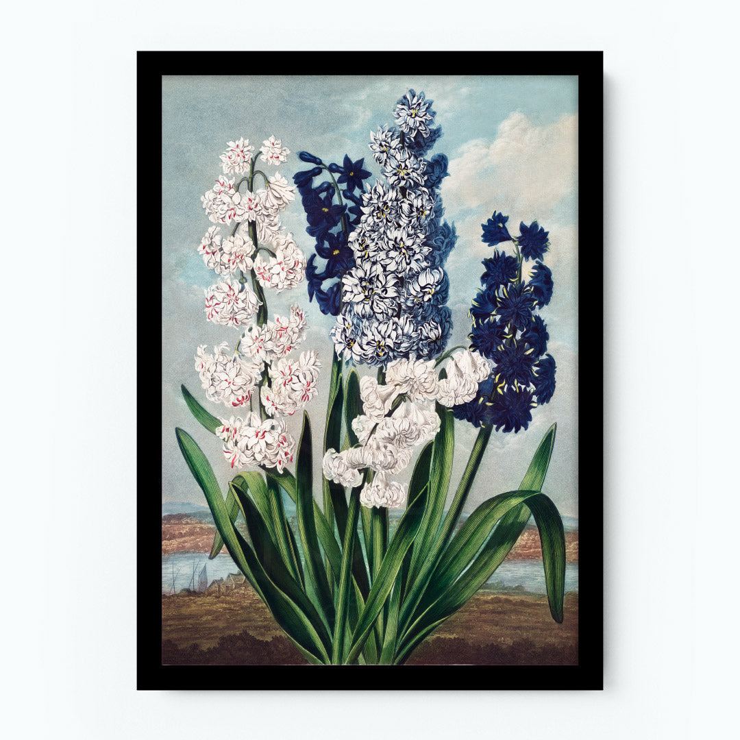 Hyacinths Poster