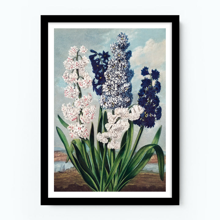 Hyacinths Poster