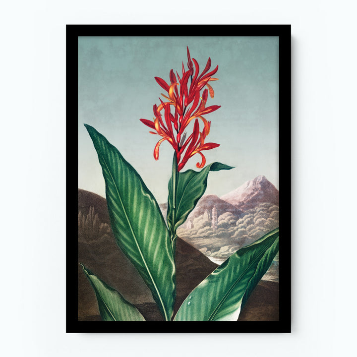 Indian Reed Poster
