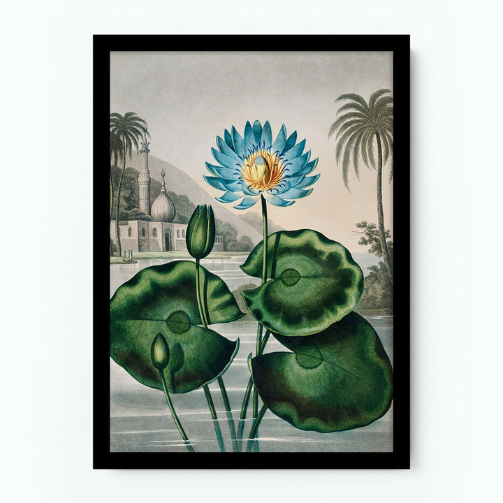 The Blue Egyptian Water-Lily Poster