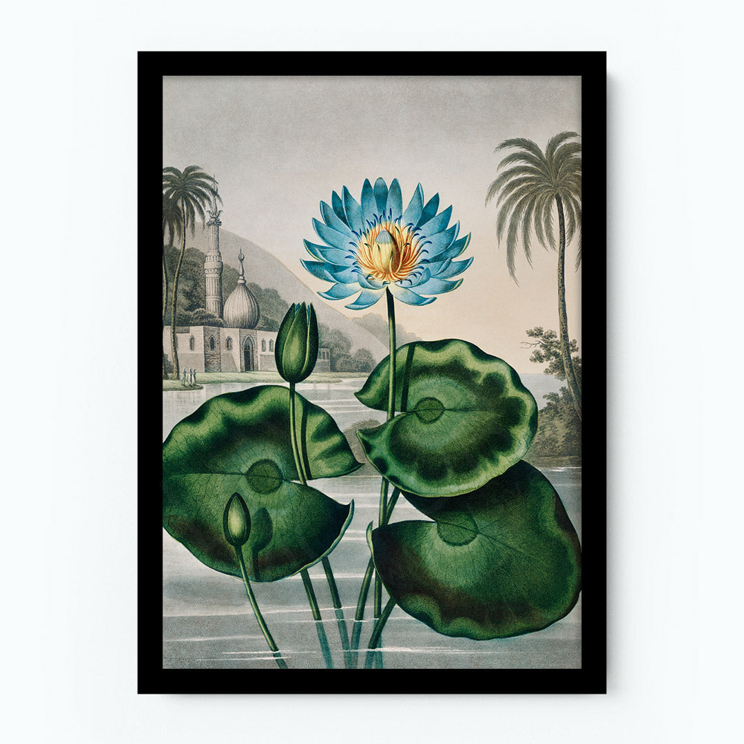 The Blue Egyptian Water-Lily Poster