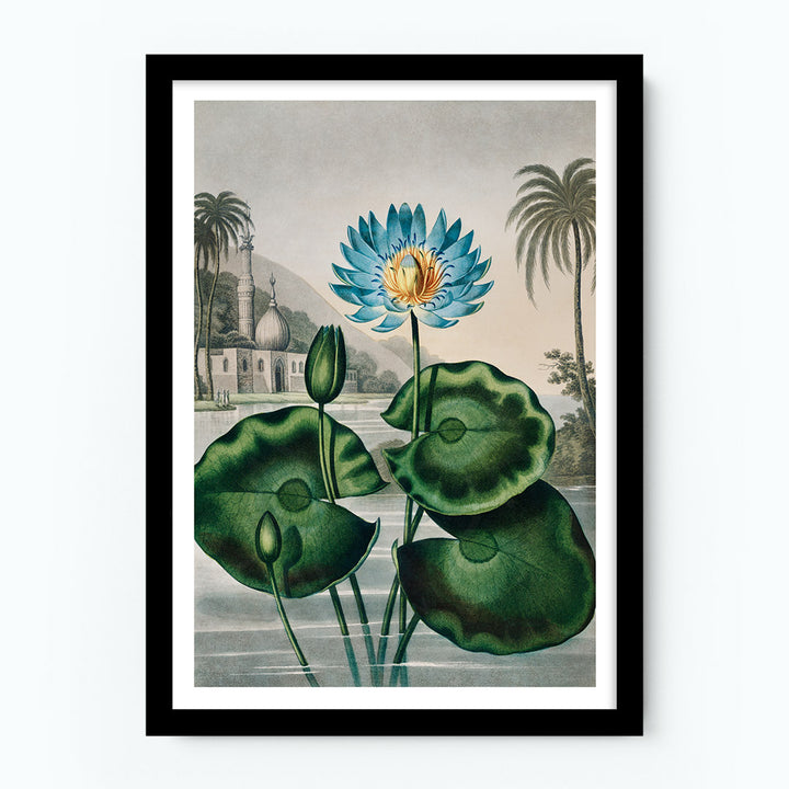 The Blue Egyptian Water-Lily Poster