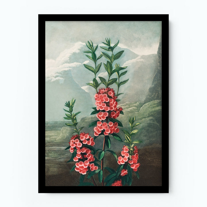 The Narrow–Leaved Kalmia Poster