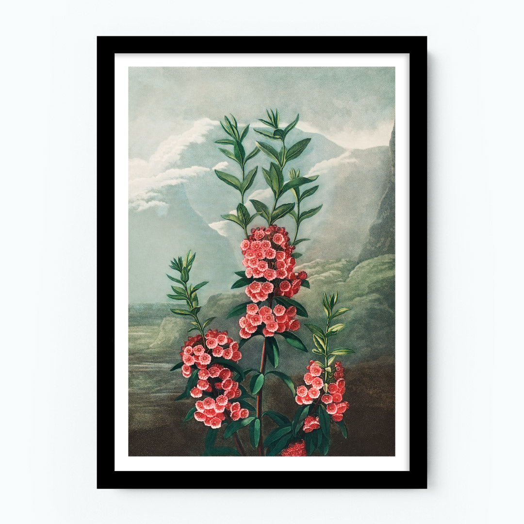 The Narrow–Leaved Kalmia Poster
