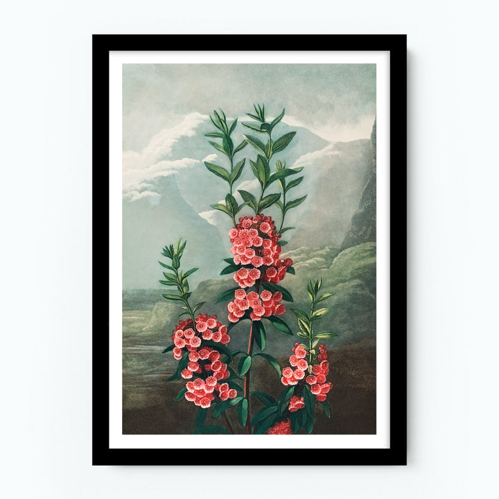 The Narrow–Leaved Kalmia Poster
