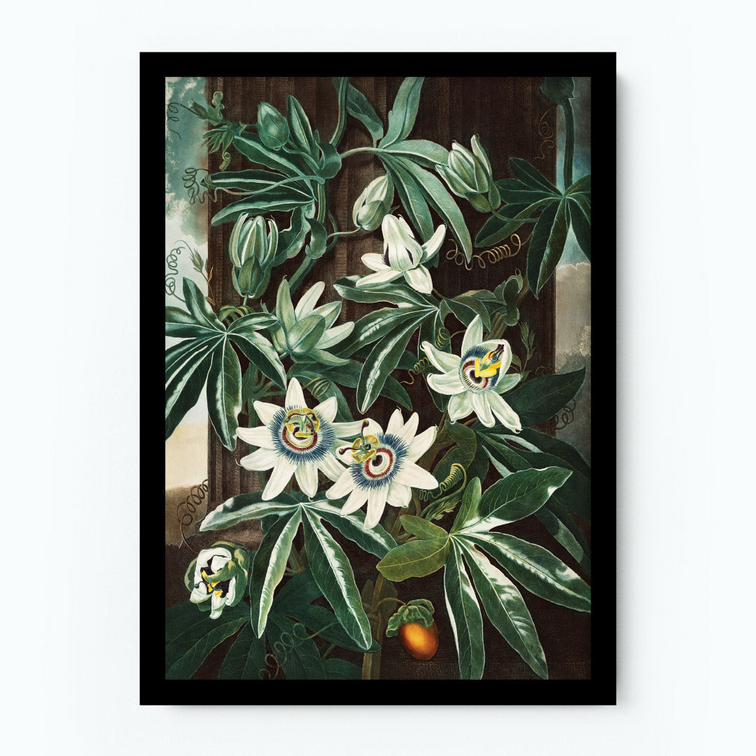 The Passiflora Cerulea Poster