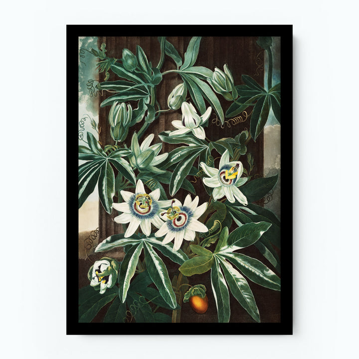 The Passiflora Cerulea Poster