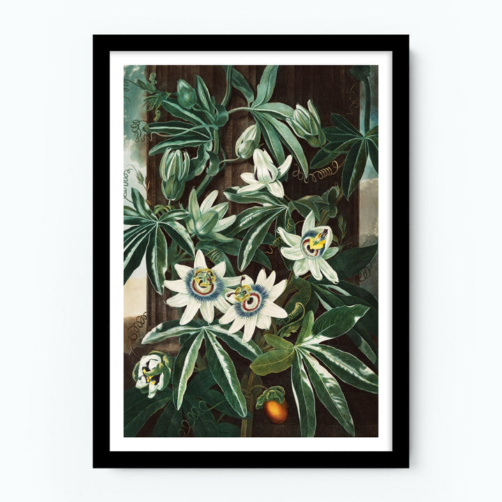 The Passiflora Cerulea Poster