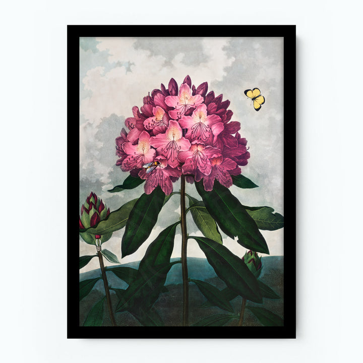 The Pontic Rhododendron Poster
