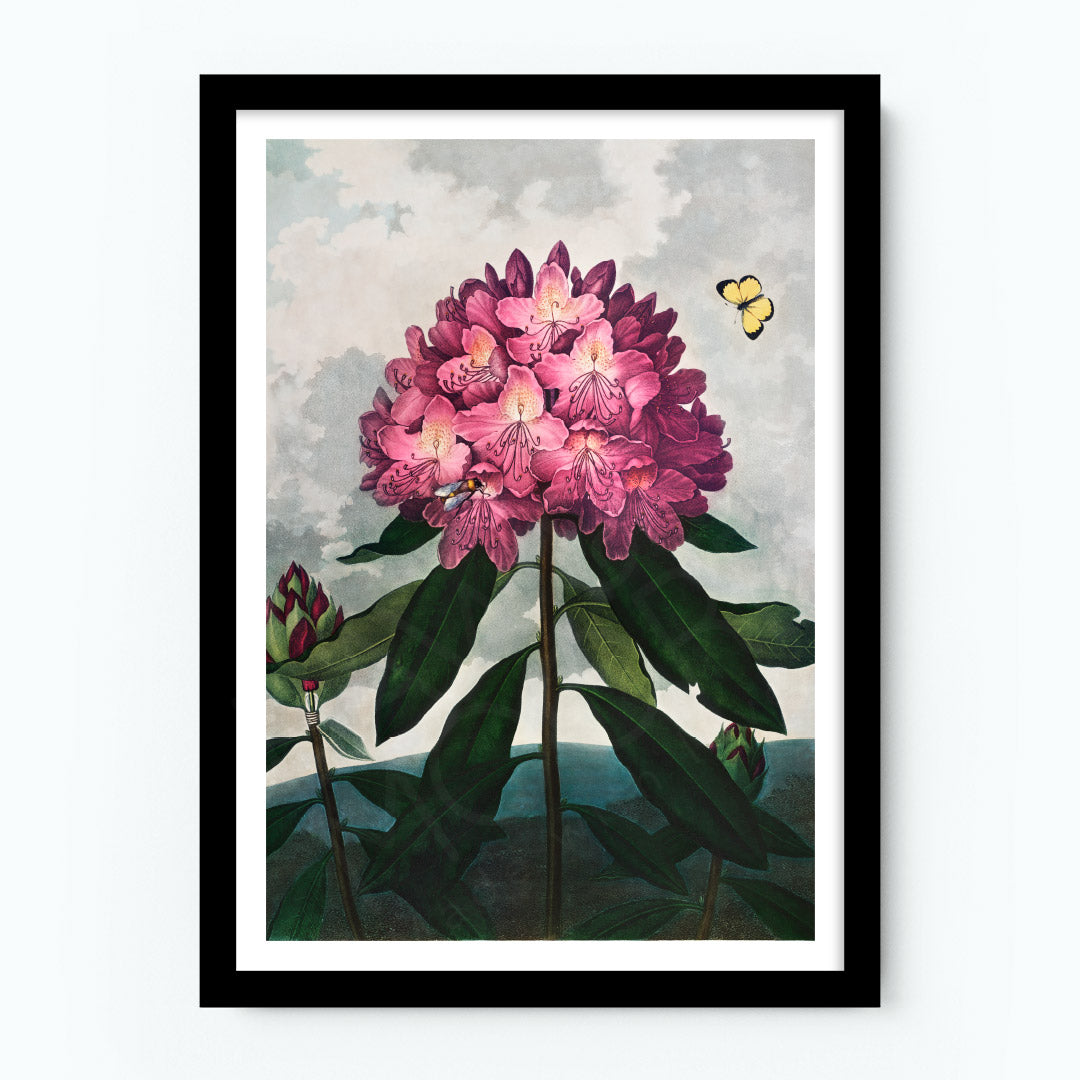 The Pontic Rhododendron Poster