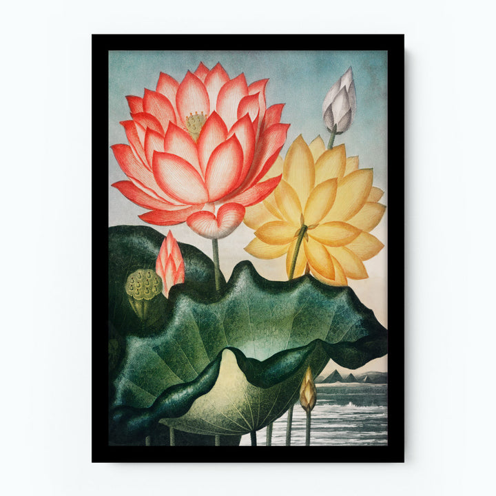 The Sacred Egyptian Bean Poster