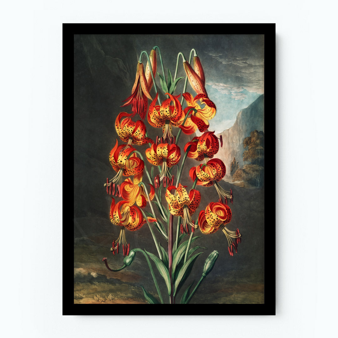 The Superb Lily Poster