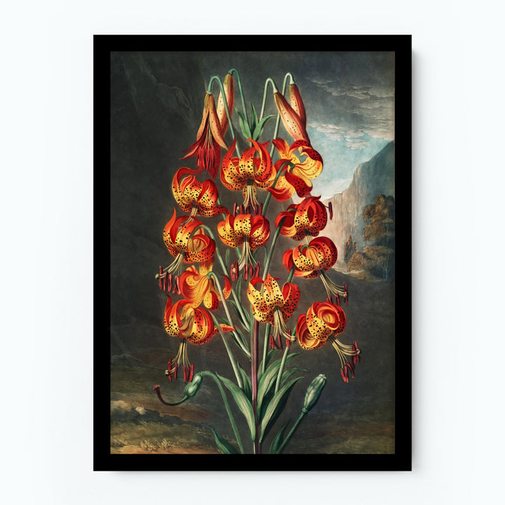 The Superb Lily Poster