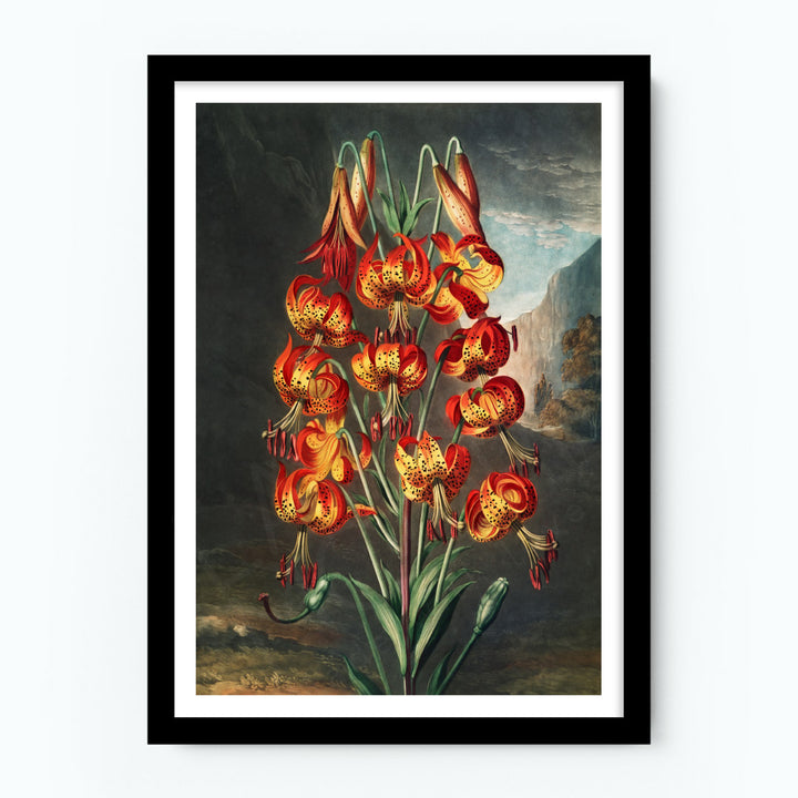 The Superb Lily Poster