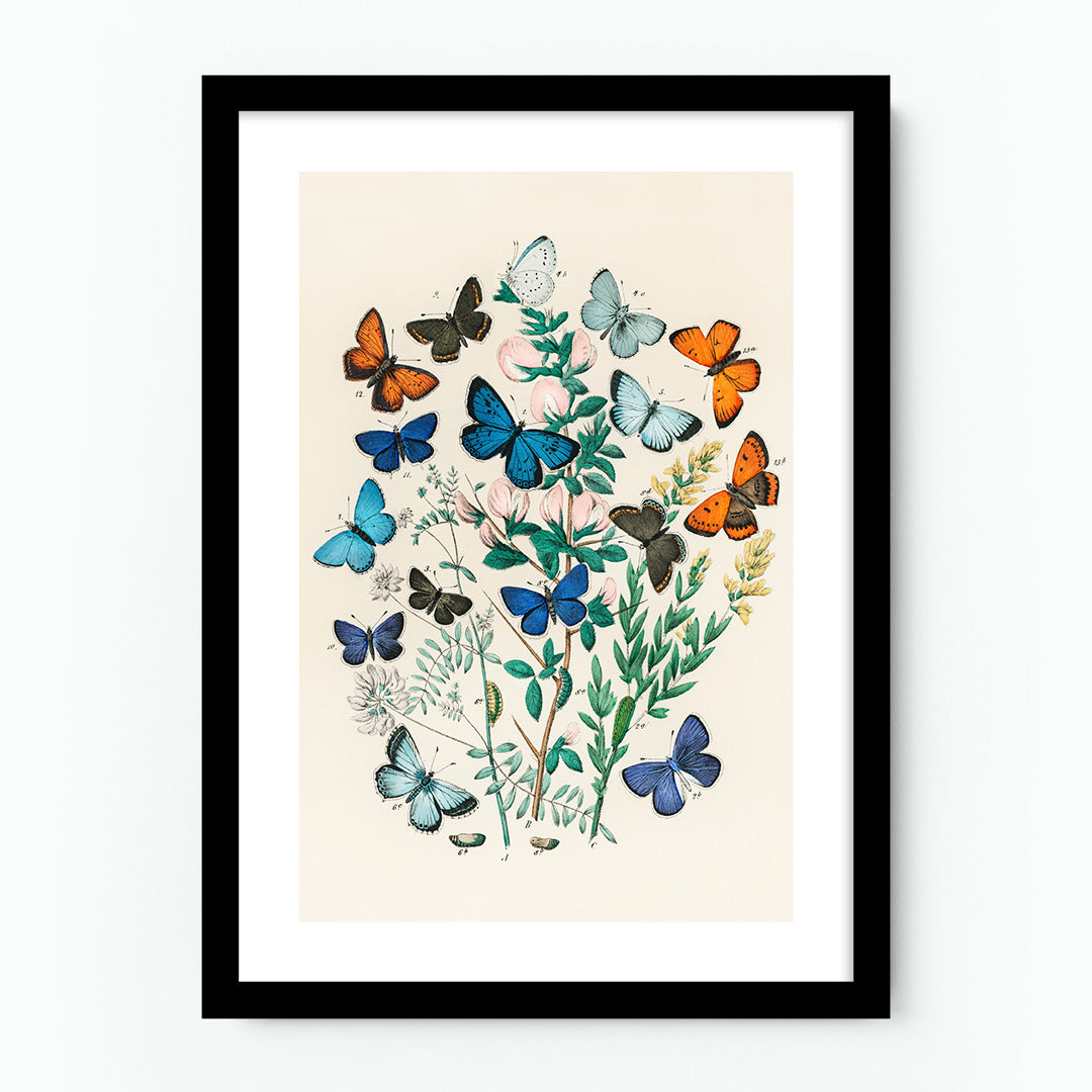 European Butterflies and Moths by William Forsell Kirby Poster
