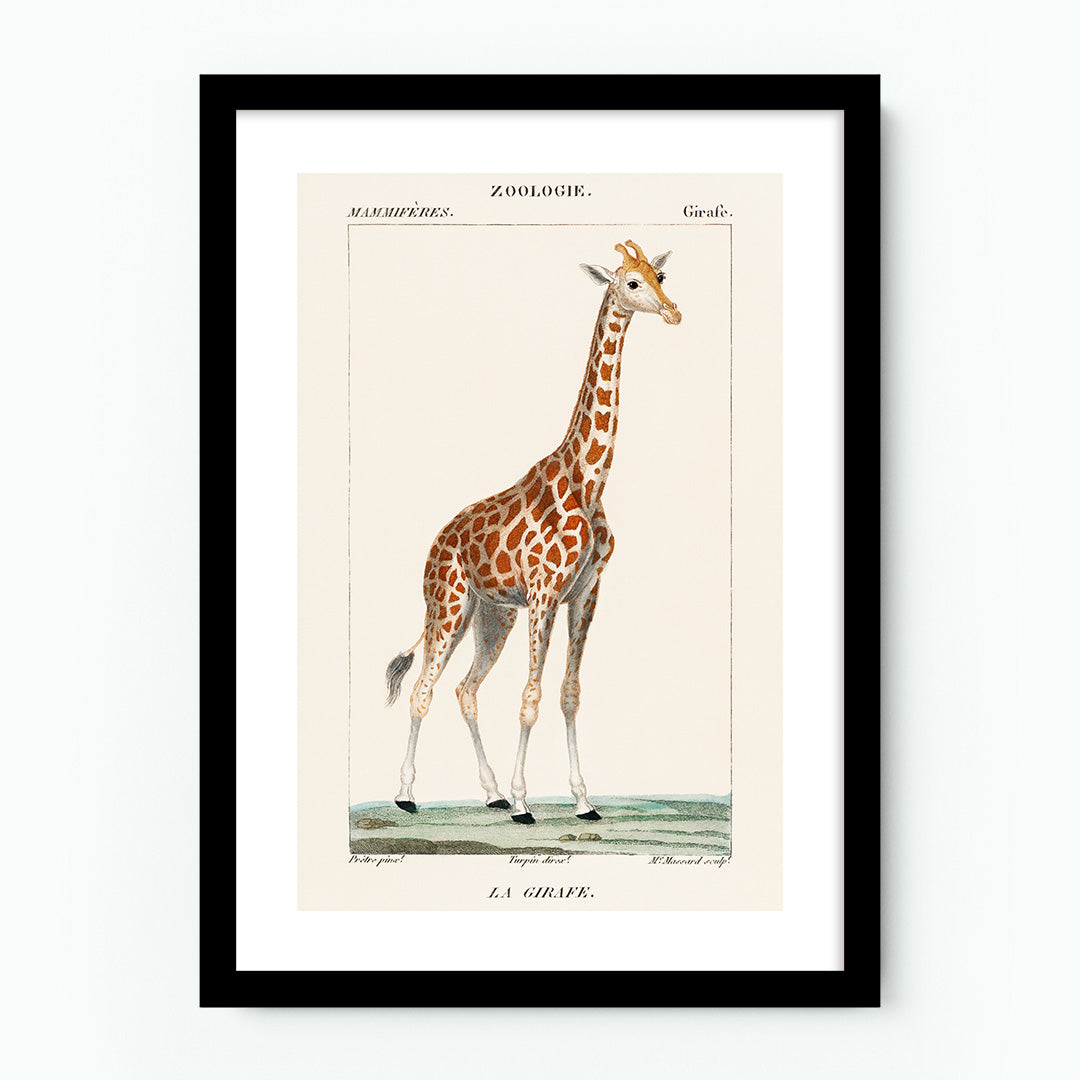Vintage Lithograph Giraffe Poster