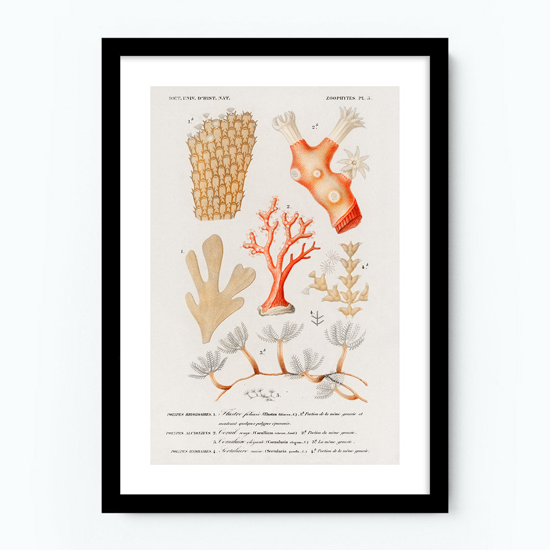 Vintage Coral Poster