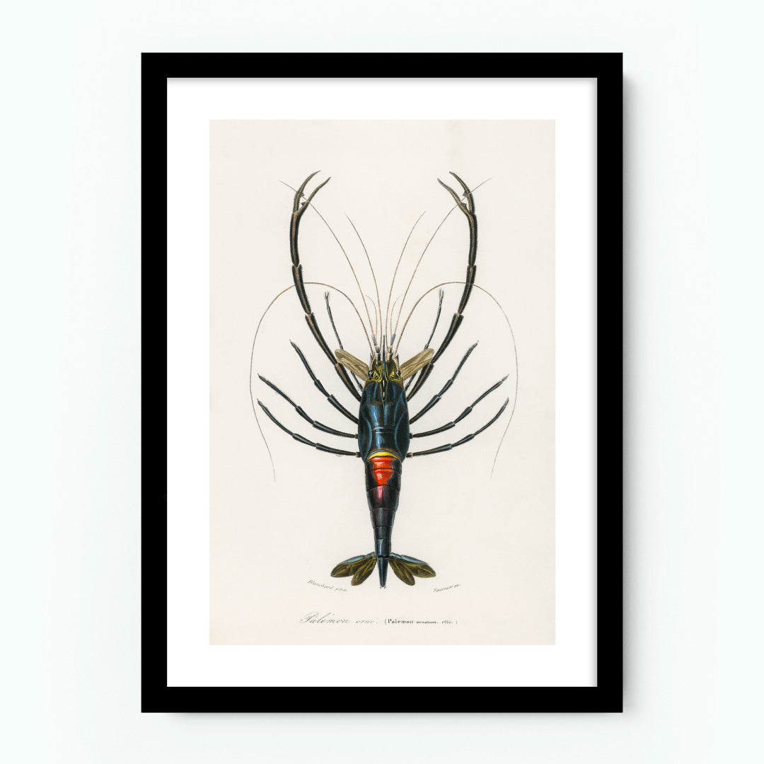Vintage Crawfish Poster