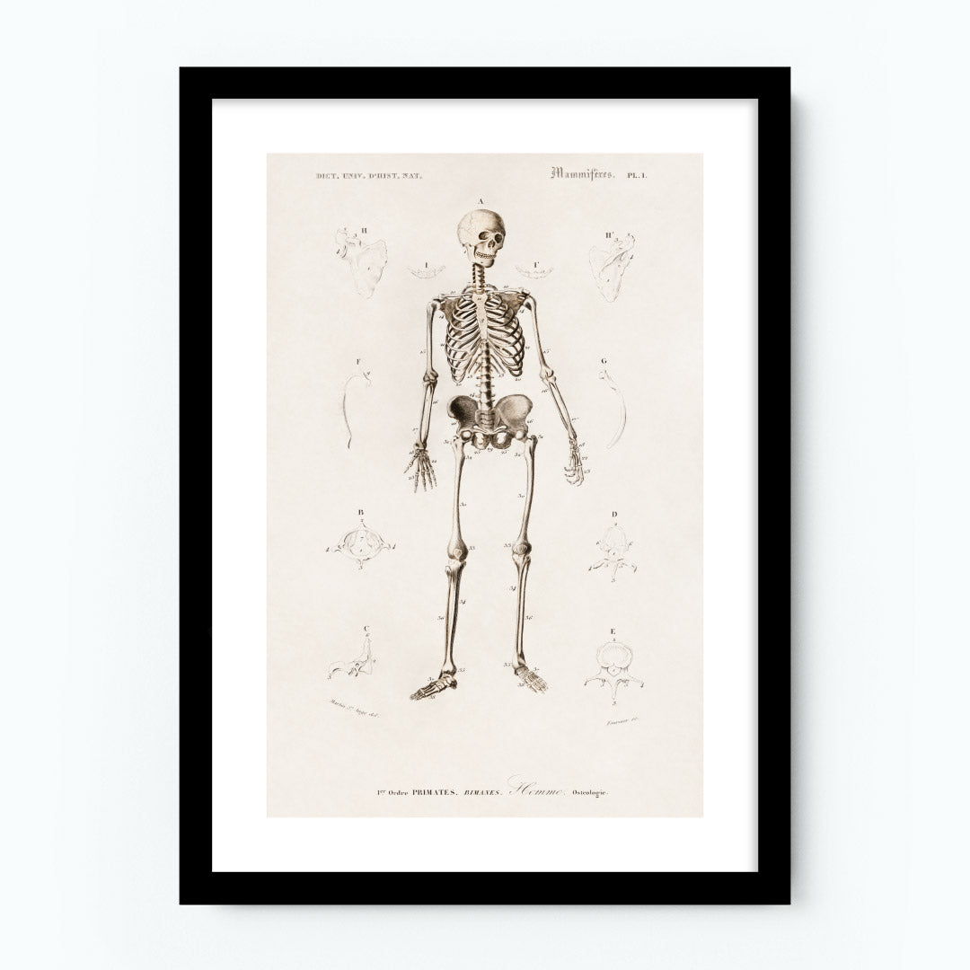 Vintage Human Skeleton Poster