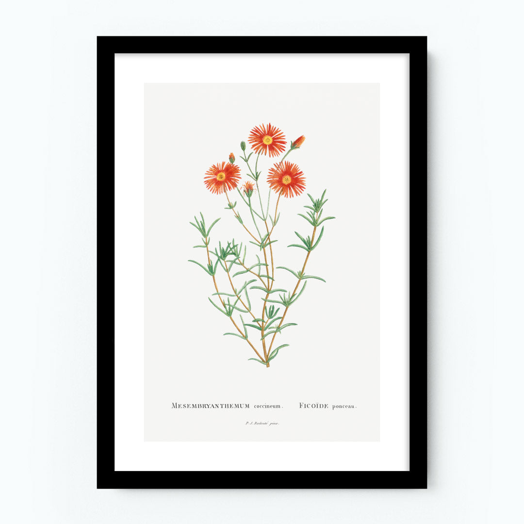 Mesembryanthemum Coccineum Poster