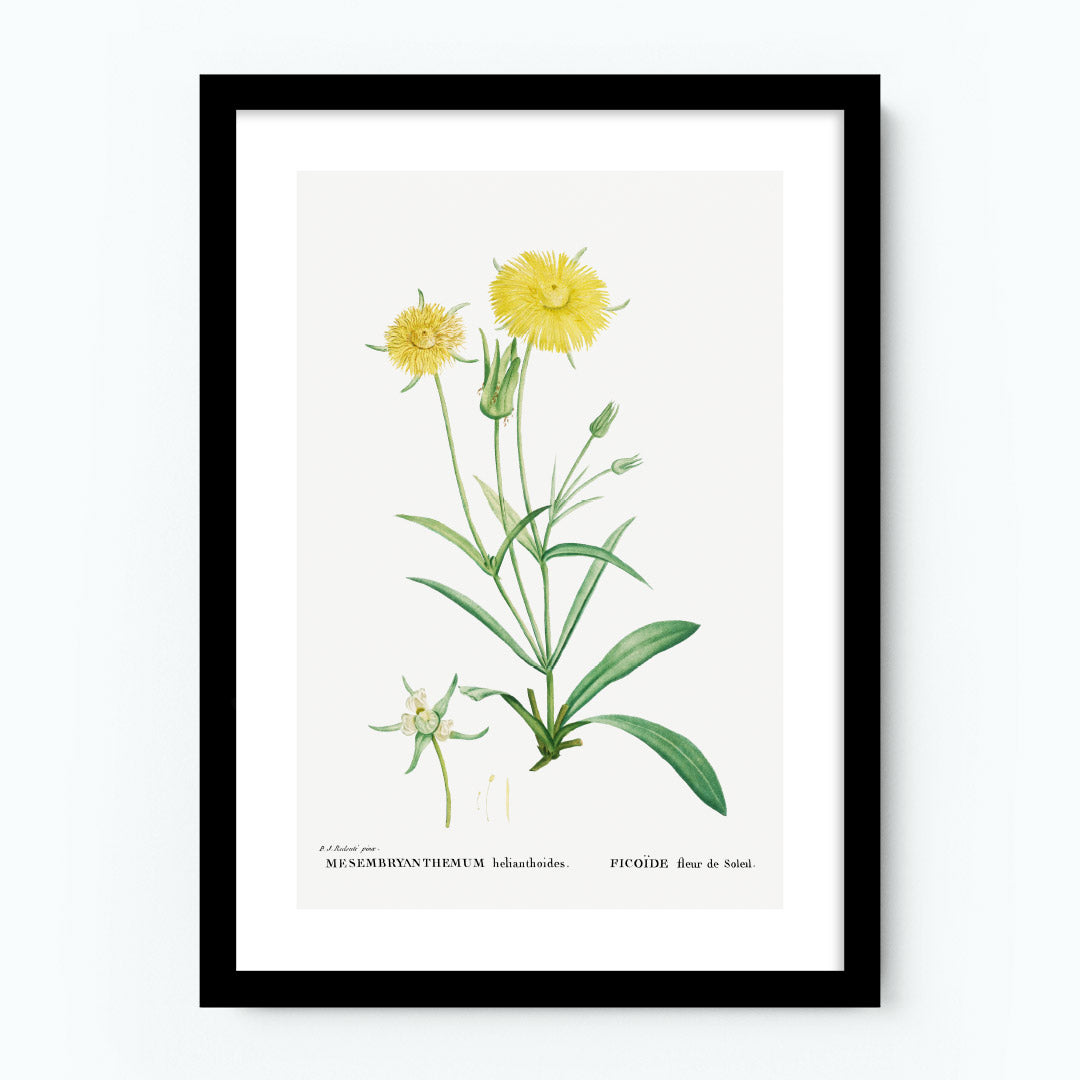 Mesembryanthemum Helianthoides Botanical Poster